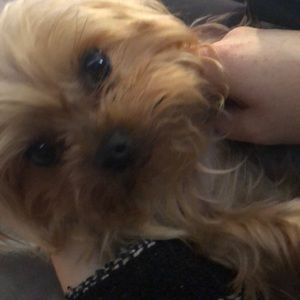 Meet your Posher, Ashley